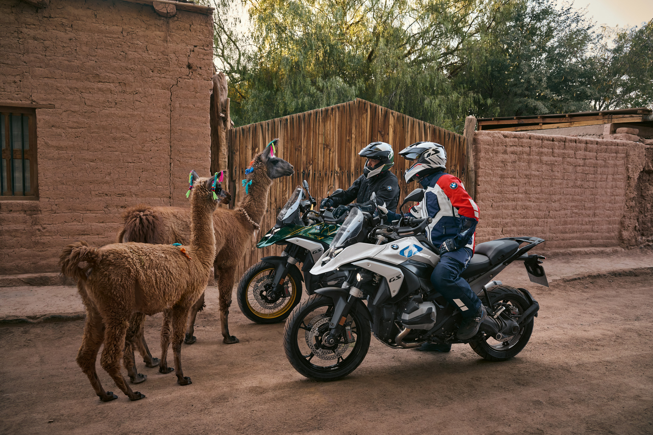 Two BMW R 1300 GS motorcycles meeting the local alpaccas, or llamas